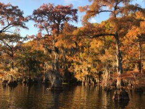 trees in green and orange on a brownish lake
